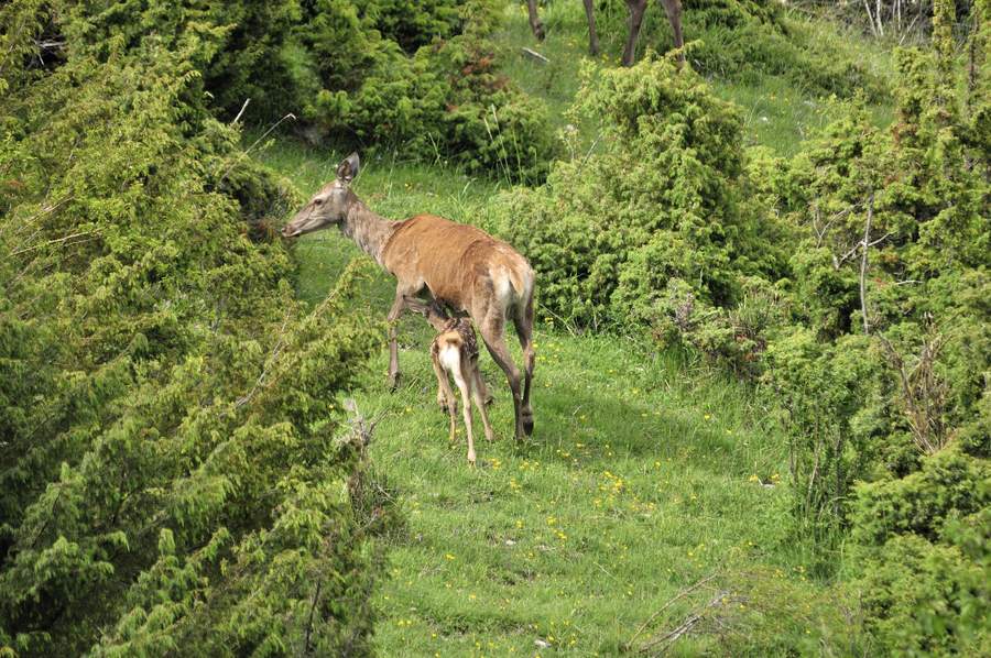 Cuccioli  (fotoracconto)